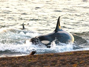 Orca am Strand jagt Seelöwen auf der Halbinsel Valdés