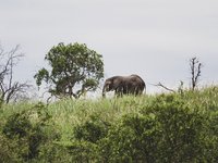 Savuti Elefant