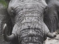 Elefantengesicht in Nahaufnahme