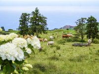 Kühe grasen friedlich auf einer Wiese auf den Azoren, im Vordergrund blühen Hortensien