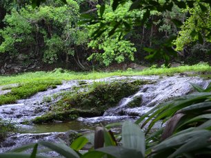 Ein Fluss fließt durch den grünen Wald von Las Terrazas.