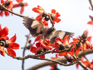 Ein Hirtenmaina landet auf einer rot blühenden Kapokbaumblüte