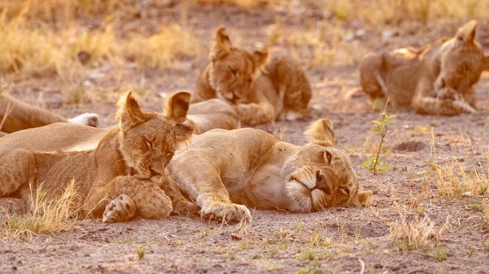 loewen im sonnenaufgang