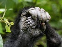 Gorillahände die sich halten in Nahaufnahme