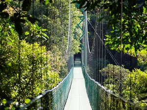 Hängebrücke im Regenwald