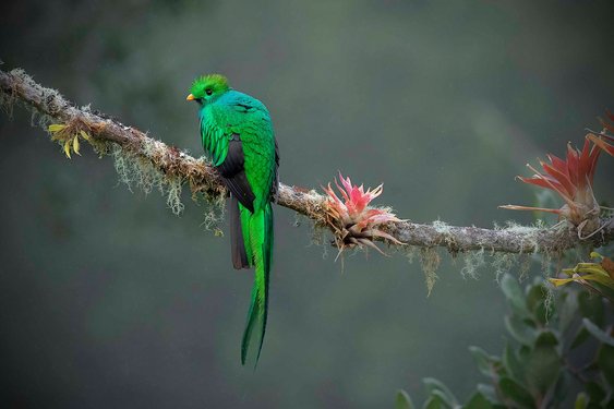 Quetzalmännchen auf einem Ast