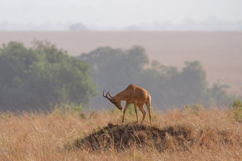 Eine Kuhantilope steht auf einem Termitenhügel im Kidepo Nationalpark und hält Ausschau nach Fressfeinden