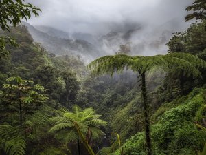 Costa Rica Pflanzen und Nebel im Regenwald