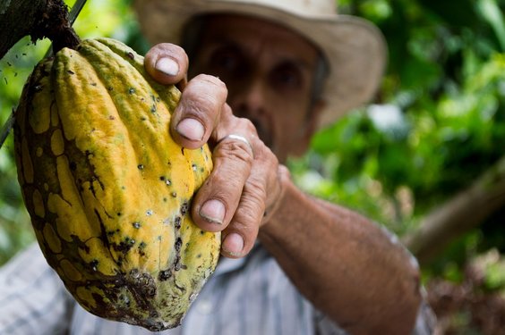 Mann hält Kakaofrucht in der Hand und wird später daraus Schokolade machen
