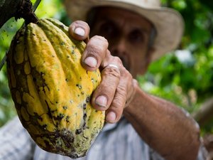 Mann hält Kakaofrucht in der Hand und wird später daraus Schokolade machen