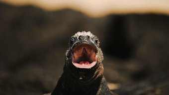 Meerechse mit offenem Maul schaut in die Kamera