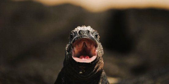 Meerechse mit offenem Maul schaut in die Kamera