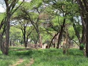 Gut versteckte Giraffe in einem Akazienwald