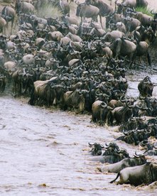 Gnuherde durchquert einen Fluss in Tansania