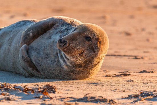 Kegelrobbe im Sonnenuntergang an einem Sandstrand