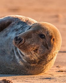 Baltikum Kegelrobbe Kegelrobbe im Sonnenuntergang an einem Sandstrand