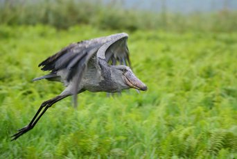 Schuhschnabel im Flug