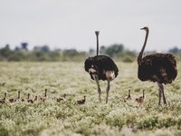 Zwei afrikanische Strauße mit Küken in Botswana