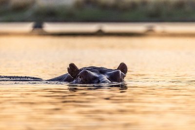 Ein Flusspferd schaut aus dem Wasser, Sonnenuntergang