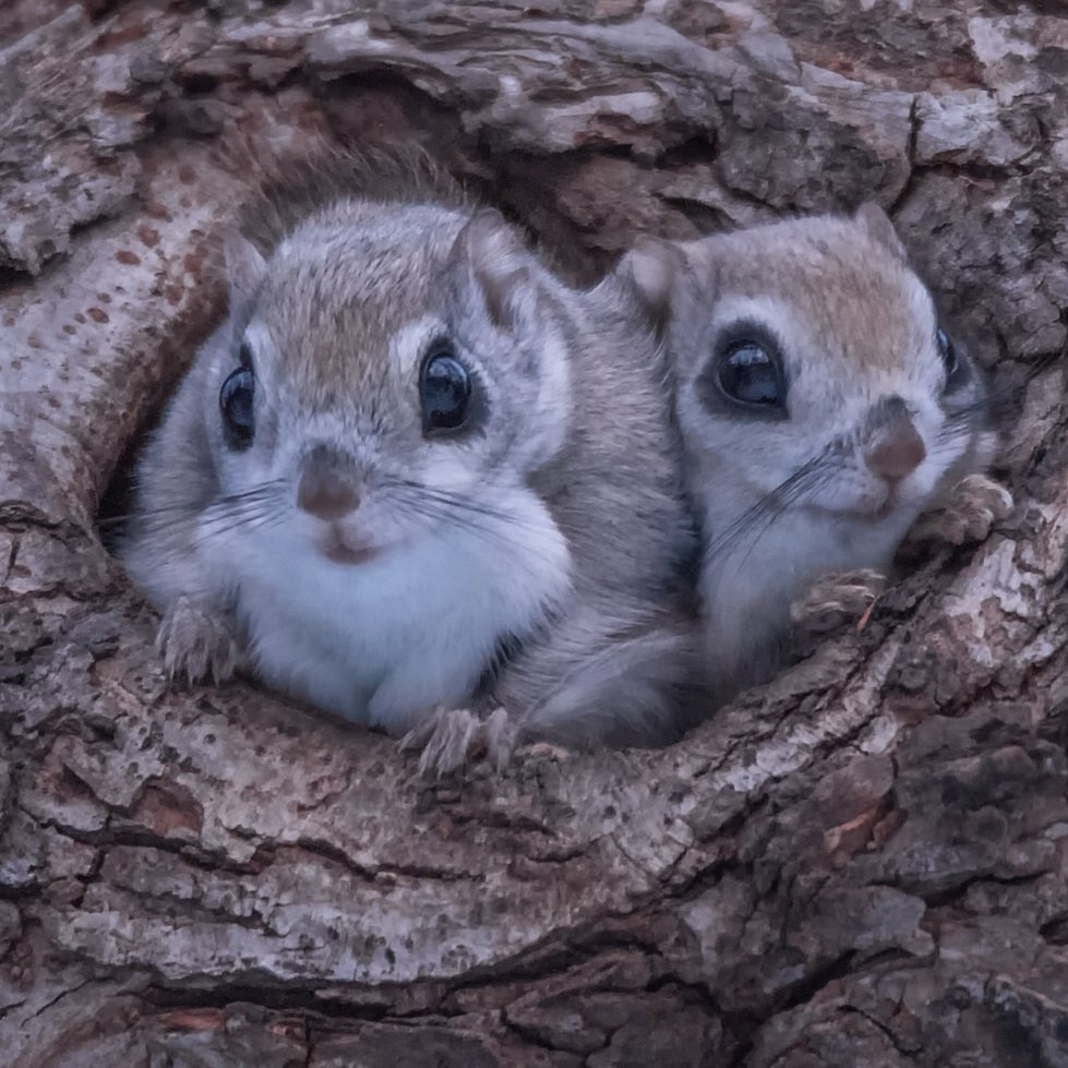 Zwei Europäische Gleitchörnchen schauen aus einem Astloch