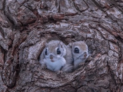 Zwei Europäische Gleitchörnchen schauen aus einem Astloch