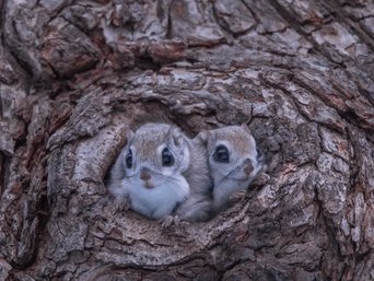 Zwei Europäische Gleitchörnchen schauen aus einem Astloch