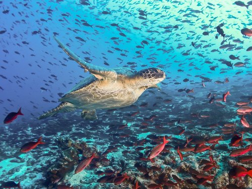 Unterwasseraufnahme von Meeresschildkröte mit Fischen