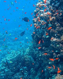 Bunte Fische an einem Korallenriff