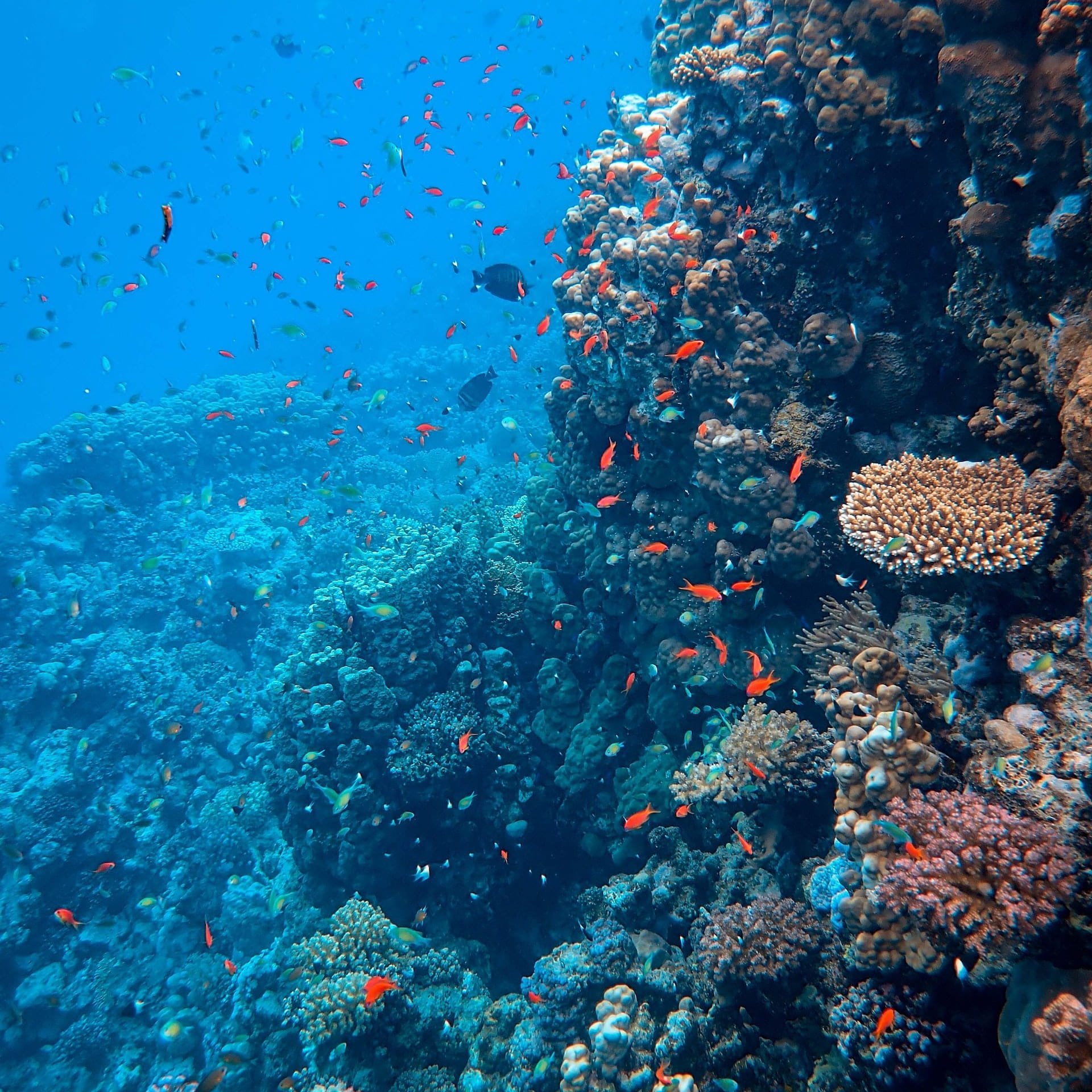Bunte Fische an einem Korallenriff