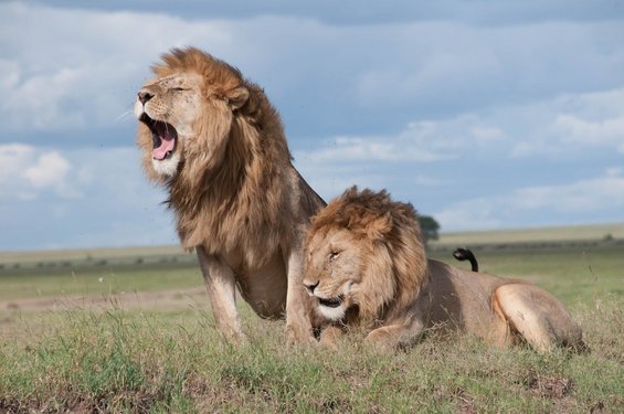 Zwei Löwenmännchen in der Savanne