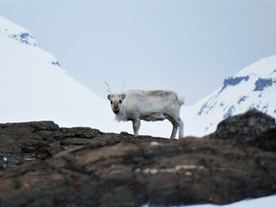 Spitzbergenren auf einem Felsen