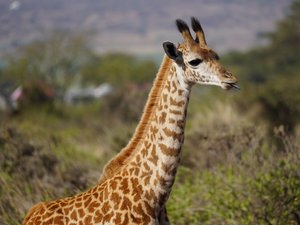 Baby Giraffe streckt ihre Zunge heraus