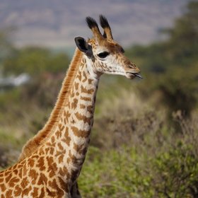 Babygiraffe in Botswana