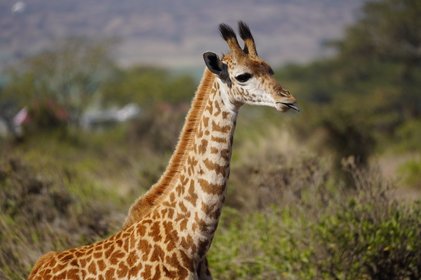 Baby Giraffe streckt ihre Zunge heraus