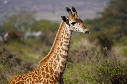 Bostwana Giraffe Baby Giraffe streckt ihre Zunge heraus