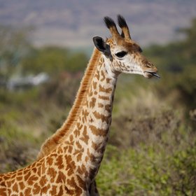 Baby Giraffe streckt ihre Zunge heraus