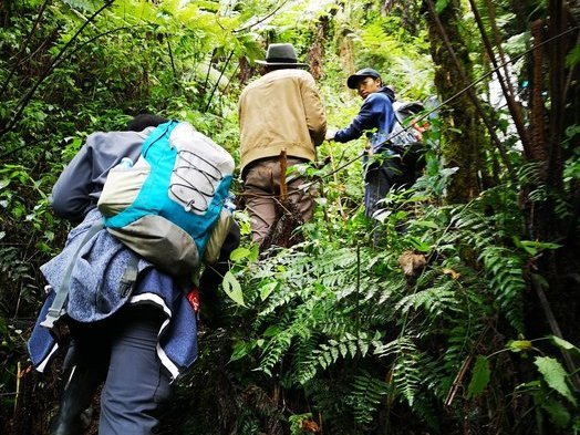 Uganda Bwindi Gorillatrekking Steiler Aufstieg zu dem Gorillas während des Trekkings.