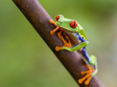 Grüner Frosch mit roten Augen auf einem Ast