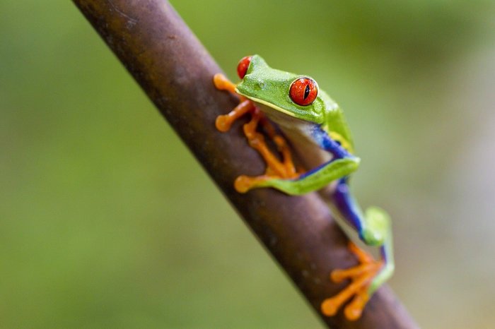 Grüner Frosch mit roten Augen auf einem Ast