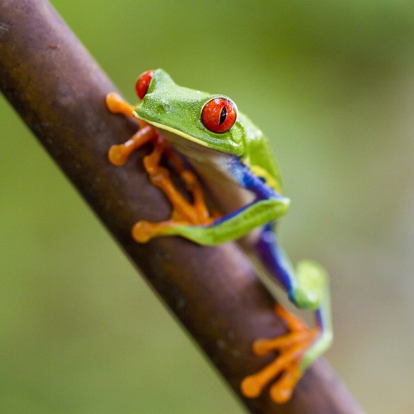 Grüner Frosch mit roten Augen auf einem Ast