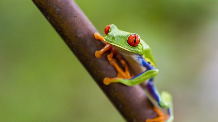 Grüner Frosch mit roten Augen auf einem Ast