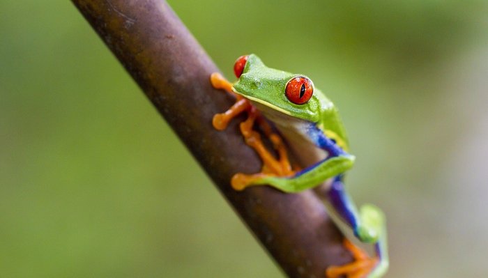 Grüner Frosch mit roten Augen auf einem Ast
