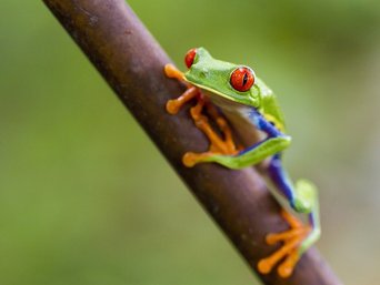 Grüner Frosch mit roten Augen auf einem Ast