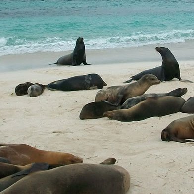 Viele Seelöwen am Strand von Galapagos