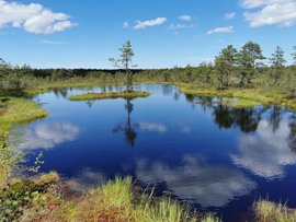 Dunkelblauer Moorsee in Estland