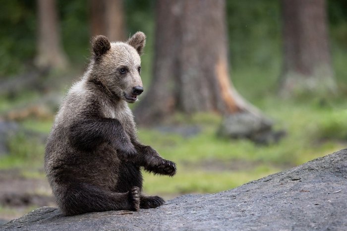 Braunbärbaby sitzt auf seinem Hintern