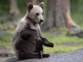 Braunbärbaby sitzt auf seinem Hintern