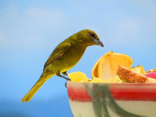 Vogel sitzt am einer Obstschale