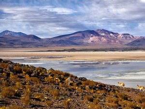Lamas fühlen sich wohl in chilenischer Steppenlandschaft