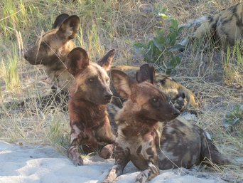 Wildhunde sitzen zusammen